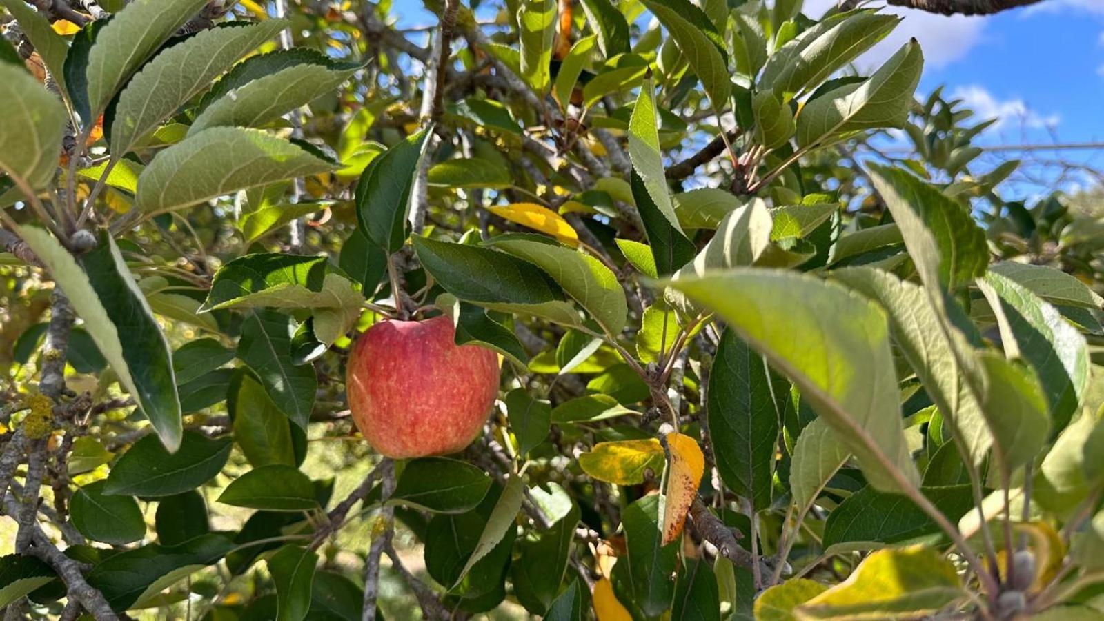 Bagur Ventolra Biniali (Majorca)